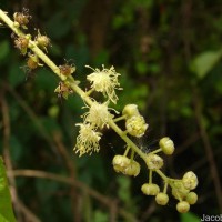 Croton caudatus Geiseler